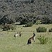 BucketList + See Wild Koalas And Kangaroos ... = ✓
