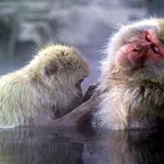 BucketList + Swim With Japanese Snow Monkeys In The Hot Springs Of Japan's Jigokudani Yaen-Koen