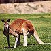 BucketList + Feed Kangaroos In Australia = ✓