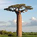 BucketList + Play Under The Baobob Trees ... = ✓