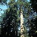 BucketList + Visit Redwood National Park! = ✓