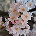 BucketList + See A Cherry Blossom Tree = Done!