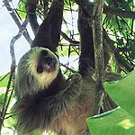 BucketList + The Sloth Center, Rainier Oregan = ✓