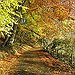 BucketList + Take A Fall Foliage Tour ... = ✓