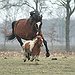 BucketList + Start Horse-Riding Regularly = ✓
