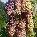 BucketList + Make Wine/ Stomp On Grapes ... = ✓