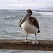 BucketList + Visit The Biggest Pelican In ... = ✓