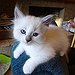 BucketList + Adopt A Kitten From A ... = ✓