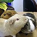 BucketList + Breed Guinea Pigs = ✓