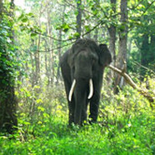 BucketList + Have An Elephant Encounter