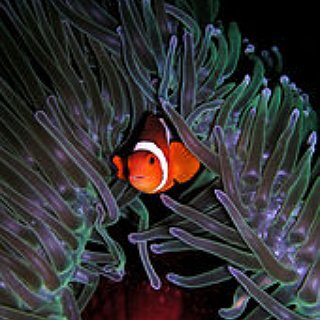 BucketList + Own Nemo/Dory Fish