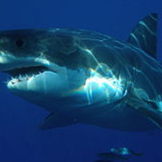 BucketList + See The Great White Shark Jumping Out Of Water 