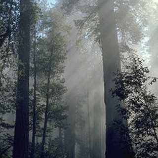BucketList + Go To A Redwood Forest