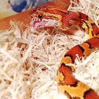 BucketList + Have A Pet Snake