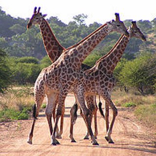 BucketList + Hang Out With Giraffes In South Africa