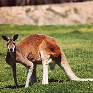 BucketList + Go To Australia And See A Kangaroo