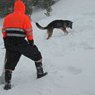 BucketList + Work With Search And Rescue Dogs.