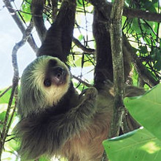 BucketList + Get A Pet Sloth