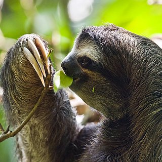BucketList + Hug A Sloth
