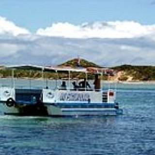 BucketList + Visit Penguin Island In Western Australia