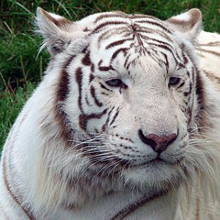 BucketList + See A White Tiger Up Close