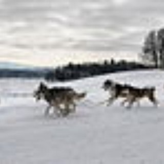 BucketList + Dog Sled In Finland