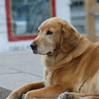 BucketList + Adopt Many Rescue Dogs
