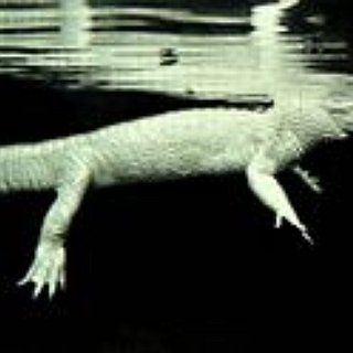 BucketList + Try Alligator