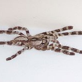 BucketList + Hold A Tarantula Size Spider
