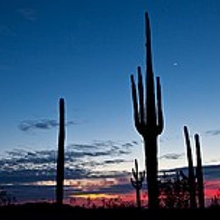 BucketList + Visit Sonoran Desert National Monument