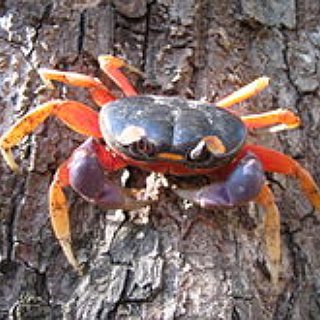 BucketList + See The Red Crab Migration In Christmas Island