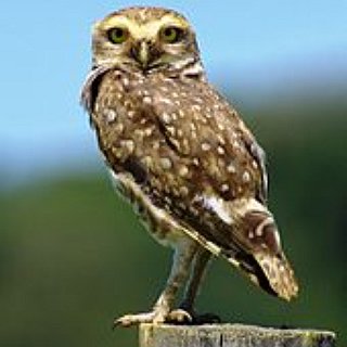 BucketList + Visit An Owl Sanctuary