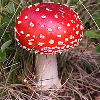 BucketList + Learn About All The Mushrooms In Nc 