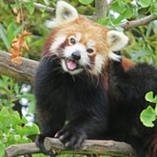BucketList + Cuddle A Red Panda