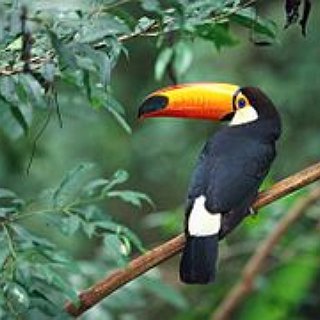 BucketList + Birdwatching In Costa Rica