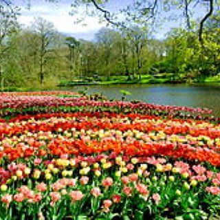 BucketList + See The Tulip Fields-Netherlands