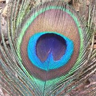 BucketList + Have A Peacock