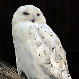 BucketList + Take An Owl Handling Class