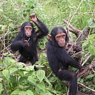 BucketList + Cuddle A Baby Chimpanze