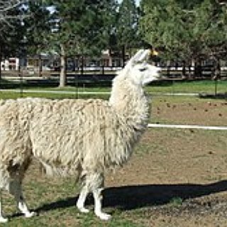 BucketList + Visit A Lama Farm