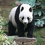 BucketList + Cuddle A Panda Or Get ... = ✓