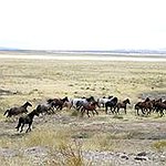 BucketList + See Wild Mustangs = ✓
