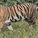 BucketList + Cuddle A Baby Tiger = ✓