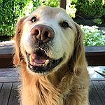 BucketList + Rescue 2 Or More Dogs = ✓