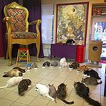 BucketList + Visit A Cat Cafe = ✓