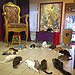 BucketList + Visit A Cat Cafe = ✓