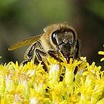 BucketList + Eat Honey From A Hive = ✓