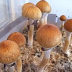 BucketList + Do Mushrooms = ✓
