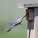 BucketList + Build A Birdhouse. = ✓