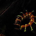 BucketList + See Glow Worms In Person = ✓